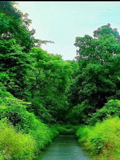 The same road is now a verdant corridor, flanked by walls of lush green foliage. The monsoon has completely reclaimed the landscape, turning it into a dense, thriving jungle.