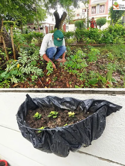 A worker tends to a patch of land where rescued saplings are being planted. Even small, seemingly insignificant plants are given a chance to grow in our nurseries.