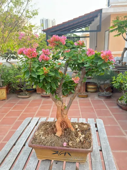 A beautiful pink Bougainvillea bonsai, its branches reaching upwards as if celebrating the sun. This tree has been shaped to encourage a full, balanced canopy of flowers.