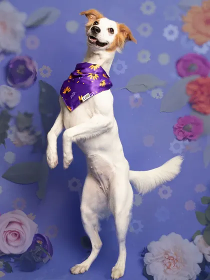 Caught in a moment of pure joy! This happy dog leaps in the air against a floral-themed studio backdrop.