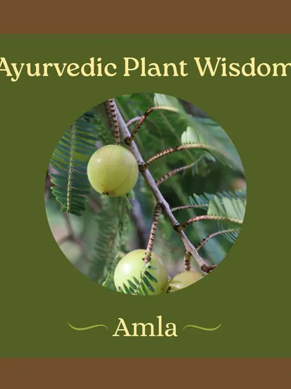 Captions for these will be educational, explaining the Ayurvedic properties and uses of plants like Neem (Nimbi) and Amla (Amalaki), or detailing aspects of the Ayurveda retreats and courses as shown in the images.