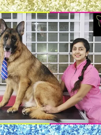 Bruno the German Shepherd after his summer grooming. A thorough de-shedding makes a world of difference for his comfort in the heat.