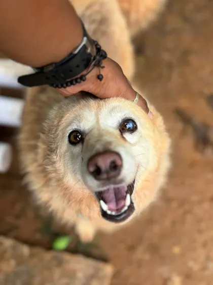 The look of pure contentment. This senior dog enjoys a loving scratch, a simple pleasure that means the world to them.