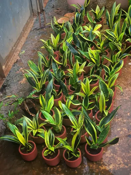 A batch of young Sansevieria trifasciata, or snake plants, potted and ready to go. These are popular for bulk orders because they are hardy and excellent air purifiers.