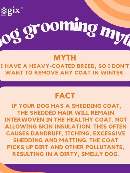 A common dog grooming myth is that heavy-coated breeds don't need coat removal in winter. In fact, removing shed hair is crucial for proper skin insulation.