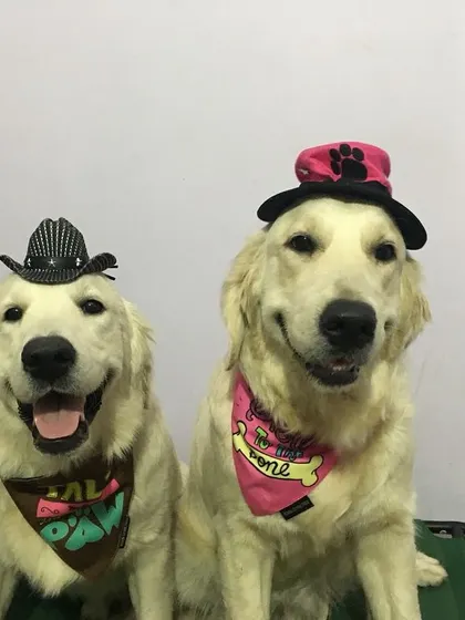 While it's not natural for dogs to wear clothes, it can be a fun activity if done correctly. The key is to build positive associations and ensure the dog is comfortable and not stressed. Here are some of our favorite dress-up moments.