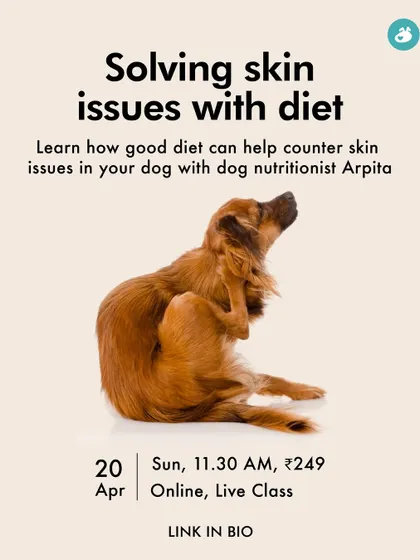 Diet can be a powerful tool for resolving chronic skin issues. Join our online class with a canine nutritionist to learn how to use a balanced diet and targeted supplements to improve your dog's skin and coat health from the inside out.