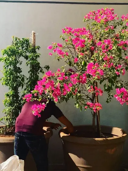 Setting up this big Bougainvillea for a client. We handle everything from sourcing large specimens to planting them on-site.