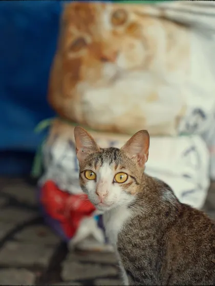 A striking portrait of a street cat with piercing yellow eyes. The background is a soft blur, making the cat the undeniable subject of this urban wildlife story.