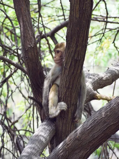 The monkey turns, giving a different angle while clinging to the tree branches.