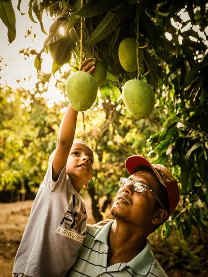 A father lifting his son to help him pick a mango from the tree. This heartwarming image tells a story of family, tradition, and connection to the land.