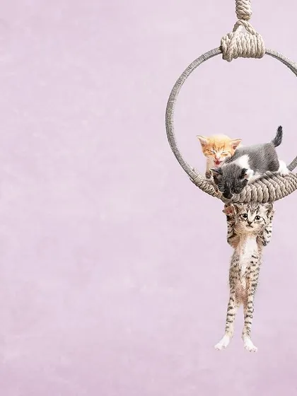 A bit of circus fun for October, with a group of kittens playing on a hanging ring. This was a composite shot to ensure the safety of the animals while creating a dynamic and playful scene.