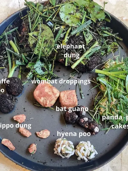 Our sensory play stations are all about hands-on exploration. This collection shows the variety of materials and setups we use for our messy play activities, from making different kinds of animal poo to painting with ice.