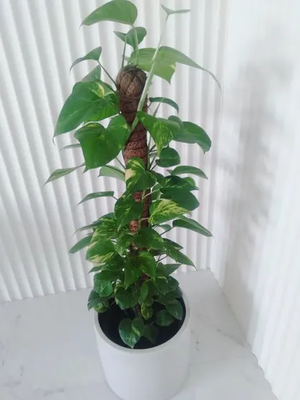 A classic money plant, or Pothos, trained to climb up a moss pole. It's potted in a simple white ceramic pot that blends seamlessly with this clean, modern interior.