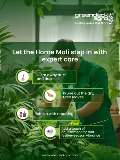 Our Home Mali service includes clearing dust, pruning dry leaves, repotting when necessary, and adding nourishment. This comprehensive care keeps your plants vibrant through every season.