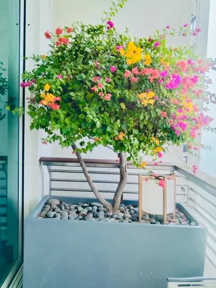 A garden means colors, flowers, and fresh oxygen, whether on the ground or a 38th floor balcony. This bougainvillea tree, with its multiple colors, brings life and vibrancy to this high rise home.
