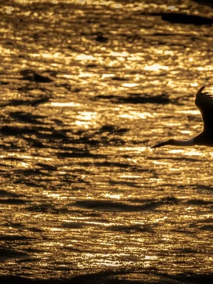 A lone bird glides across water that has turned to liquid gold at sunset in Jim Corbett. This silhouette captures the serene and poetic atmosphere of the golden hour, a time of day I frequently chase for its magical light.