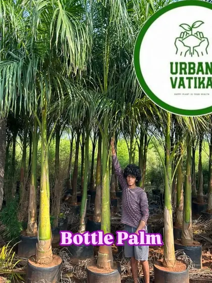 Another view of the beautiful Bottle Palms in my nursery.