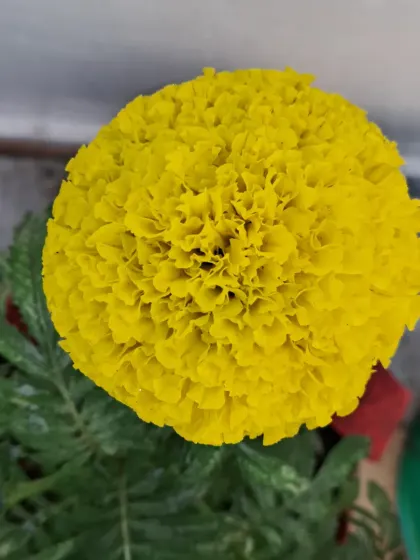 An overhead shot of a yellow marigold.