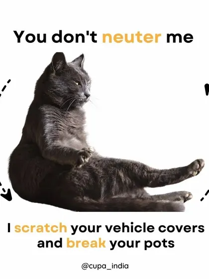 If you don't neuter me, I scratch your vehicle covers and break your pots. These destructive behaviors are often linked to territorial disputes and mating frustration, which are resolved through sterilization.