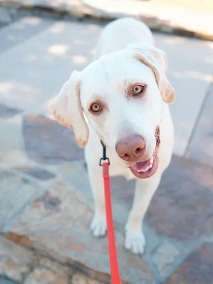 This happy face says it all! Our pack walks are a positive experience for dogs, helping them build confidence and learn to be neutral around other dogs and people.