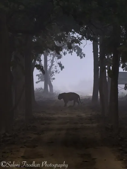 A truly mystical morning in Kishanpur Wildlife Sanctuary. The fog created this incredible, moody silhouette of a tiger on the path. It felt like a scene from a dream, highlighting the ethereal beauty of the forest.