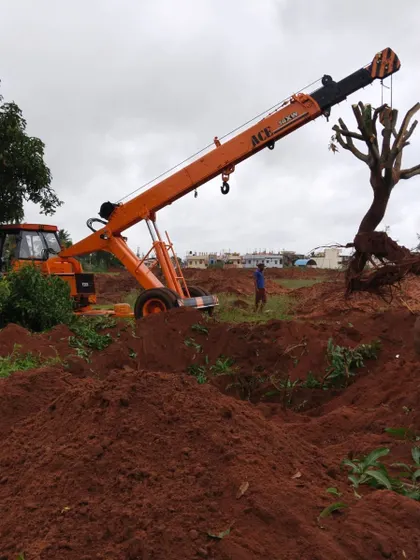 A crane operator skillfully lowers a pruned tree into its newly prepared pit. This final placement is a critical step that requires careful coordination between the ground crew and machinery operator.