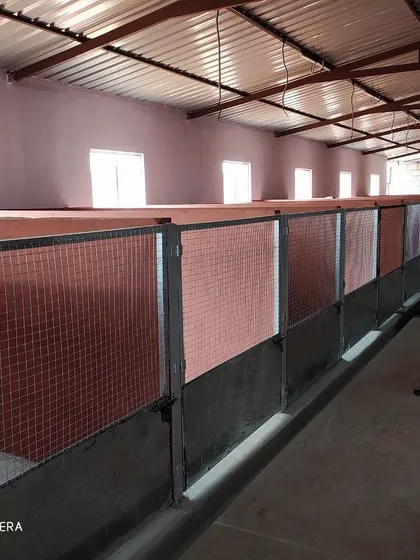 This image shows the clean floors and bright environment inside our kennel building, where dogs come to rest after playtime.