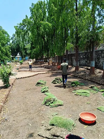 Laying down sod for the new lawn at Dalal Bagh. This shows the methodical process my team uses for large-scale turf installation.
