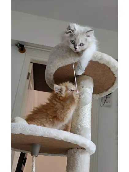 Two kittens, one ginger and one white, having a playful tussle on a multi-level cat tree. This is a great way for them to burn off energy in a safe, indoor setting.