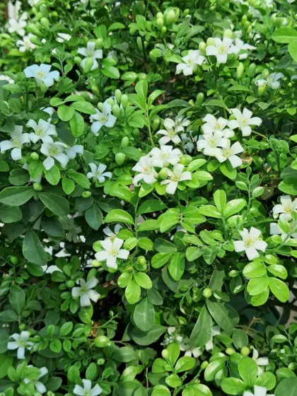 A close-up of the dense foliage and flowers of the Madhukamini.