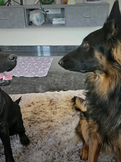 Miss Odo, a lovely Black Lab, and Duggu getting to know each other. In my home, dogs have the space to interact naturally while being supervised, ensuring all introductions are positive and safe.
