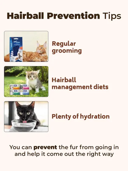 Here are our top hairball prevention tips. Regular grooming to remove loose fur, feeding special hairball management diets, and ensuring plenty of hydration can make a huge difference.