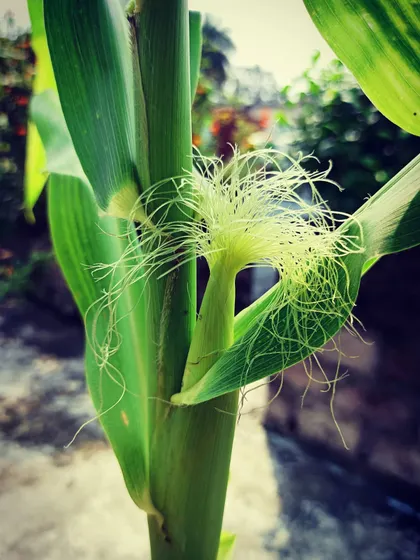 Look at the delicate silk on my very first corn plant. This was such an exciting milestone, seeing the plant develop from a simple kernel to this.