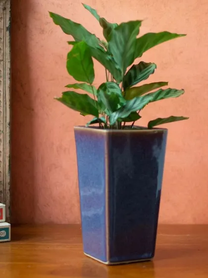 This Nile planter, with its deep purple glaze, provides a stunning contrast for the green leaves of a Calathea plant.