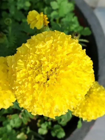 A pot of marigolds, showing their cheerful color.