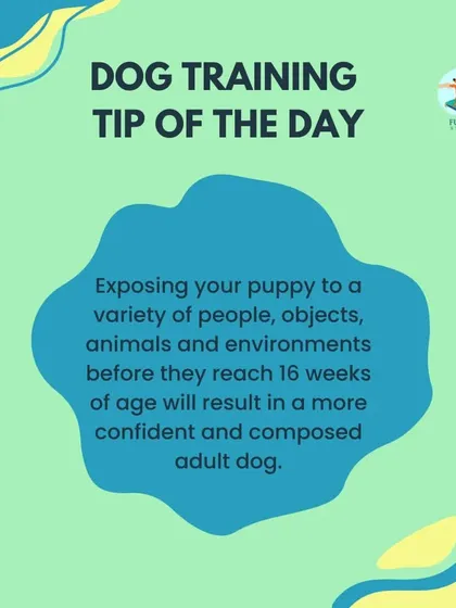 The critical socialization window for a puppy is before 16 weeks of age. Exposing them to a variety of people, objects, and environments in a positive way during this time is the key to raising a confident adult dog.