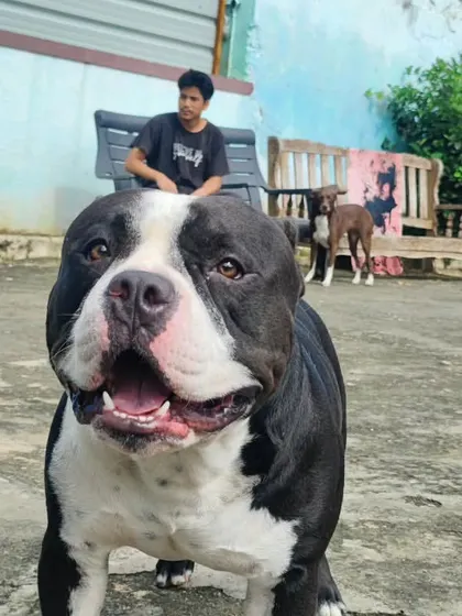 I think I just like my voice. Juno looking very proud of himself.