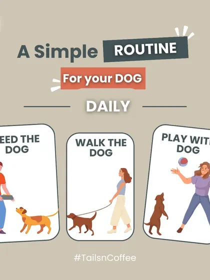 A simple daily routine is key to a happy dog. This graphic outlines the three essentials: Feed the dog, walk the dog, and play with the dog. Consistency helps your pet feel secure and loved.