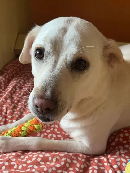 Thunder relaxing with a chew toy. Providing appropriate outlets for chewing and play is an important part of managing stress and reactivity in dogs.
