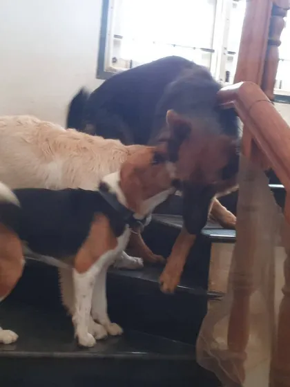 A beagle greets a German Shepherd on the stairs. I ensure interactions between dogs of different sizes are safe and positive for everyone involved.