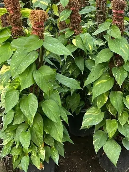 Here are two large Golden Pothos plants trained on moss poles. This is a great way to add a tall, green feature to your indoor space.