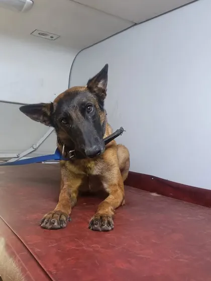 One of the brave military dogs looking alert and ready in the train cabin. We understand the importance of a safe and timely relocation for these active service animals.