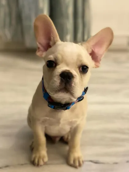 French Bulldogs are full of personality. My program is tailored to the specific needs of each breed, helping owners understand their dog's unique traits and motivations.
