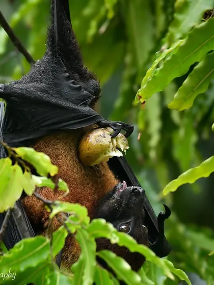 A mother Indian Flying Fox with her baby, sharing a piece of fruit. These bats are crucial pollinators and seed dispersers, acting as the farmers of the forest.