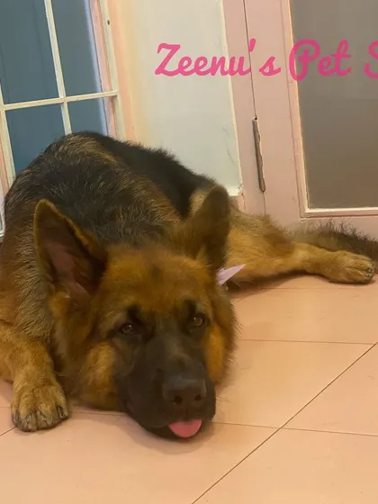 Elsie the German Shepherd taking a well-deserved rest after her grooming. Even a simple bath and brush-out can make a huge difference for their comfort.