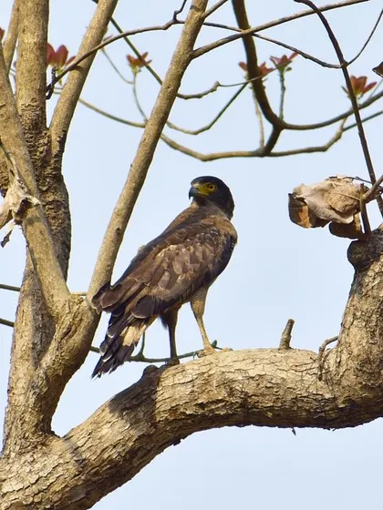 A Crested Serpent Eagle perched on a branch in Jim Corbett, its sharp eyes scanning the area. Birding requires immense patience and a quick finger on the shutter.