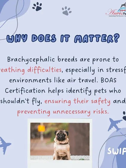 Why does BOAS Certification matter? Flat-faced breeds are prone to breathing difficulties in stressful environments. This certification helps identify pets who should not fly, preventing unnecessary risks and ensuring their safety.