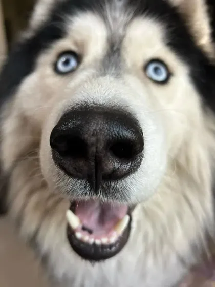 These additional photos showcase the variety of wonderful dogs I have the pleasure of caring for, each with their own unique charm and personality. From playful moments to quiet cuddles, every interaction is special.