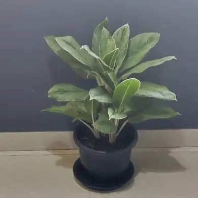 A Homalomena plant in a standard black nursery pot, ready to be placed in a decorative planter at the client's office.